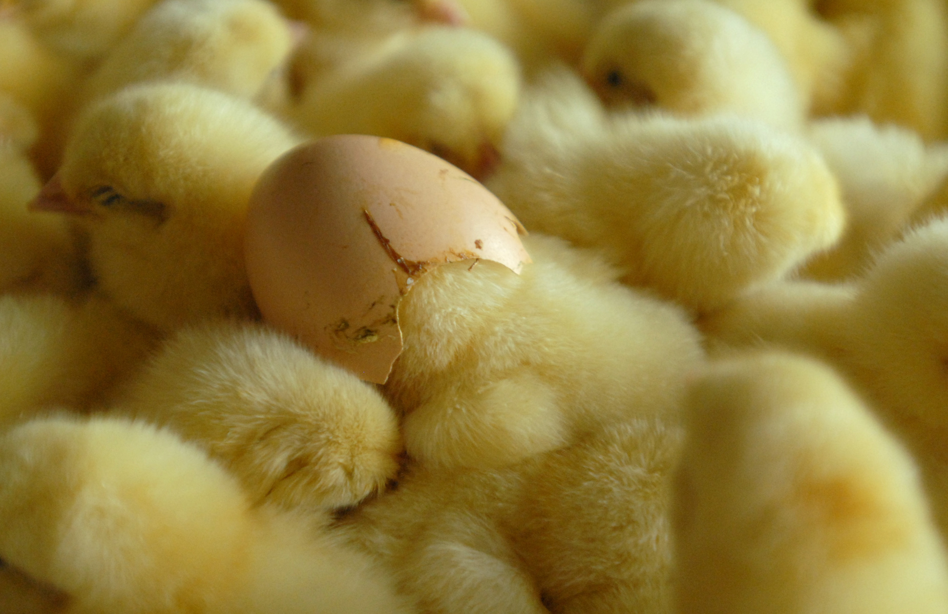 Jeden z kurczaków włożył głowę z powrotem do skorupki jajka w zakładzie wylęgu drobiu w Redzie.